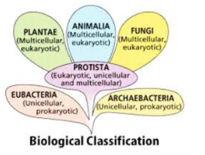 Read more about the article NIOS Class 12 Biology Chapter 2 मोनेरा, प्रोटिस्टा एवं फंजाई – Important Questions Answers