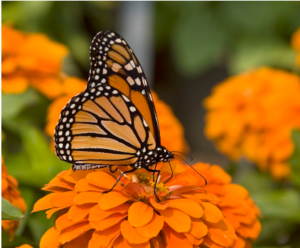 Read more about the article What is Biology? – Introduction, Definition, History and Characteristics of Living Organisms