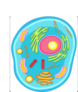 Unicellular Organisms