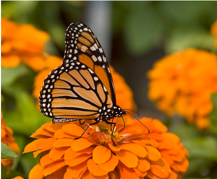 You are currently viewing What is Biology? – Introduction, Definition, History and Characteristics of Living Organisms