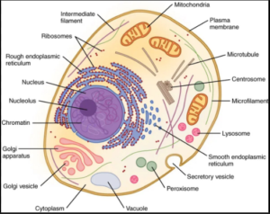 Read more about the article High School Biology  A Complete Guide to Cells